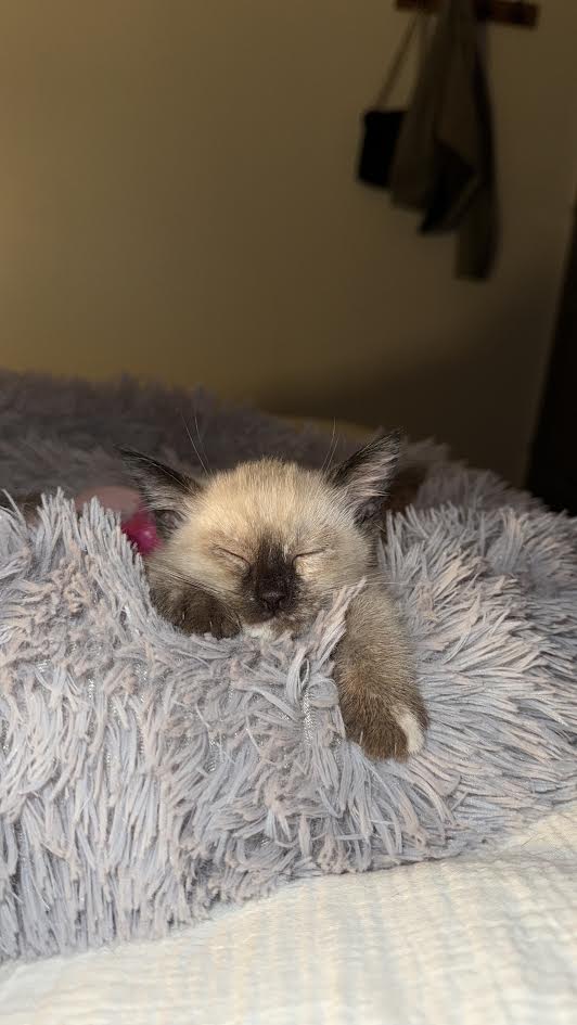 Jardin sécurisé pour animaux